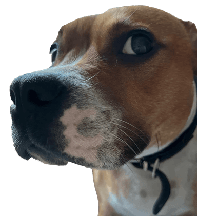 Floating image of dog